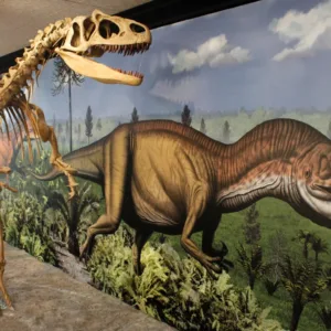 iberglass dinosaur skeleton price in pakistan, dinosaur replica pakistan, museum exhibits lahore, fiberglass models karachi, shaheen fiberglass faisalabad, 3d dinosaur model price pakistan, custom