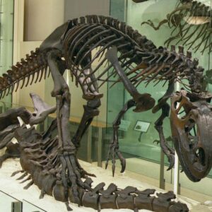 erglass dinosaur skeleton, dinosaur fossil replica Pakistan, museum replicas Pakistan, fiberglass statue price in Pakistan, Shaheen fiber glass Faisalabad, custom fiberglass art Pakistan, fiberglass