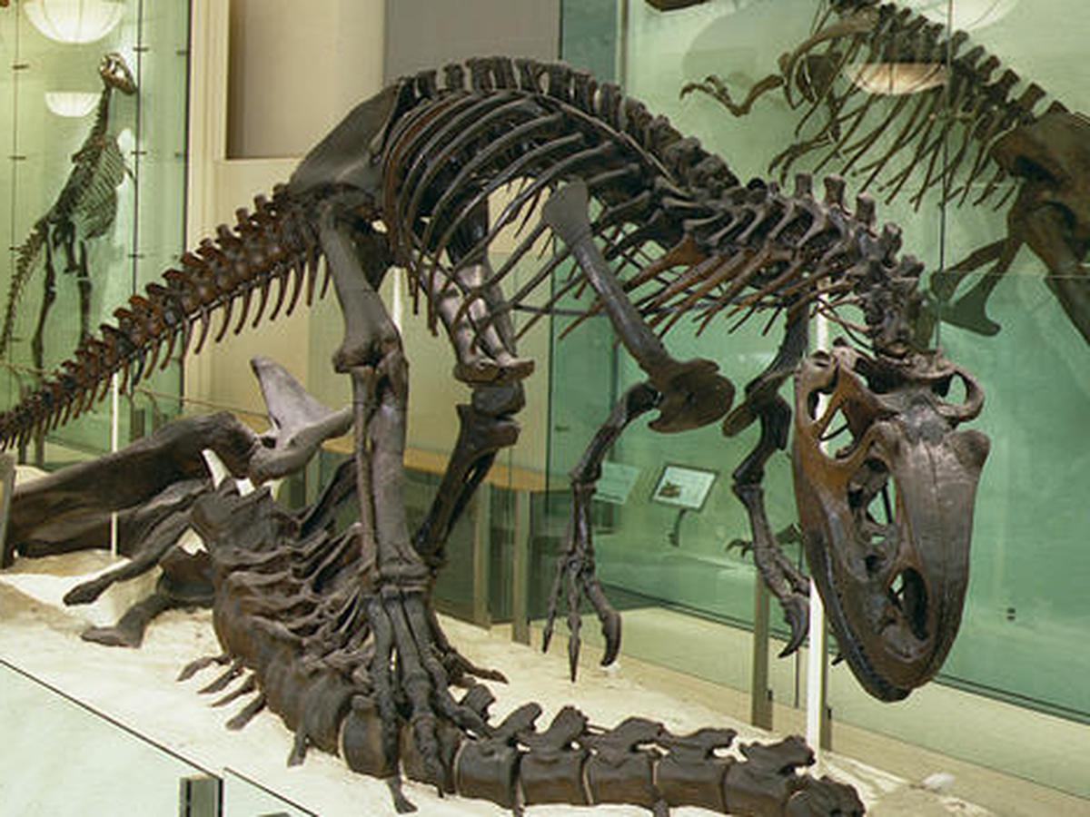 erglass dinosaur skeleton, dinosaur fossil replica Pakistan, museum replicas Pakistan, fiberglass statue price in Pakistan, Shaheen fiber glass Faisalabad, custom fiberglass art Pakistan, fiberglass erglass dinosaur skeleton, dinosaur fossil replica Pakistan, museum replicas Pakistan, fiberglass statue price in Pakistan, Shaheen fiber glass Faisalabad, custom fiberglass art Pakistan, fiberglass
