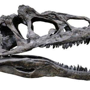 fiberglass dinosaur skull price in pakistan, fiber glass museum replicas pakistan, shaheen fiber glass faisalabad, custom fiberglass projects pakistan, dinosaur fossil replica price pakistan, theme park