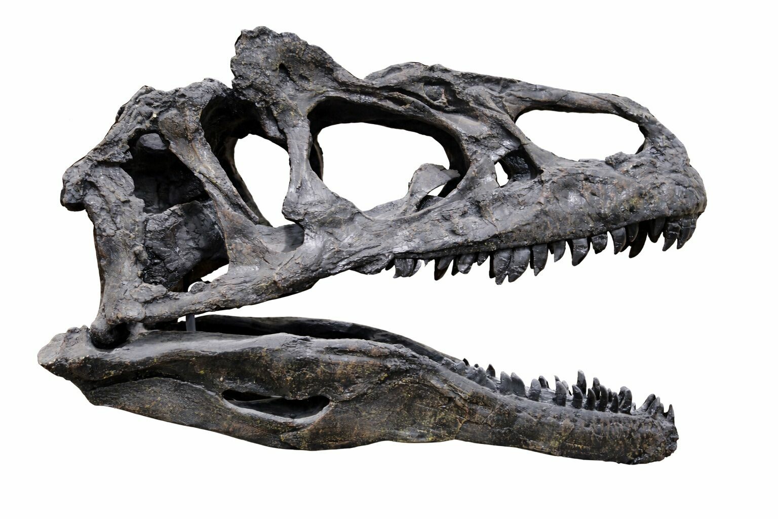 fiberglass dinosaur skull price in pakistan, fiber glass museum replicas pakistan, shaheen fiber glass faisalabad, custom fiberglass projects pakistan, dinosaur fossil replica price pakistan, theme park fiberglass dinosaur skull price in pakistan, fiber glass museum replicas pakistan, shaheen fiber glass faisalabad, custom fiberglass projects pakistan, dinosaur fossil replica price pakistan, theme park