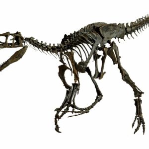 fiberglass dinosaur skeleton price in pakistan, museum replicas pakistan, fiberglass models faisalabad, shaheen fiber glass products, dinosaur fossil model price, theme park statues pakistan,