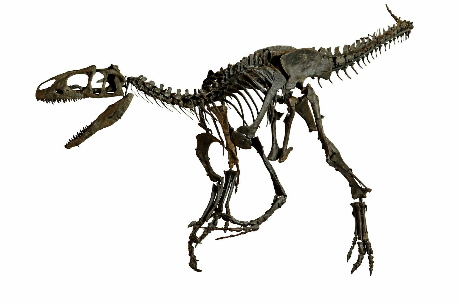 fiberglass dinosaur skeleton price in pakistan, museum replicas pakistan, fiberglass models faisalabad, shaheen fiber glass products, dinosaur fossil model price, theme park statues pakistan, fiberglass dinosaur skeleton price in pakistan, museum replicas pakistan, fiberglass models faisalabad, shaheen fiber glass products, dinosaur fossil model price, theme park statues pakistan,